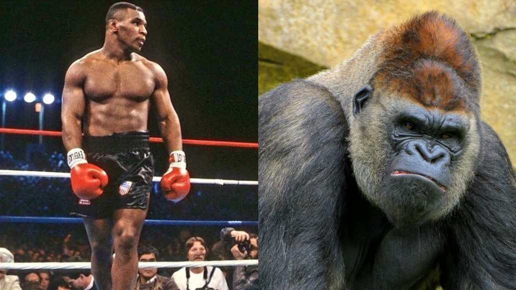 Mike Tyson si chtěl zaboxovat s gorilou, zkoušel prý dokonce podplatit ošetřovatele v zoo